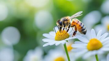 Close-up of a honeybee collecting pollen from a daisy flower. photo
