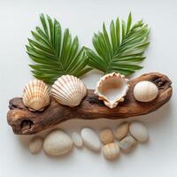 Driftwood with Pebbles, Tropical Leaves, and Shells in Natural Arrangement photo