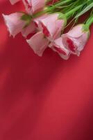 Pink roses on a red background with soft shadows photo