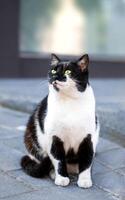 Fluffy black and white cat sits on the sidewalk. Close-up. Selective focus. photo