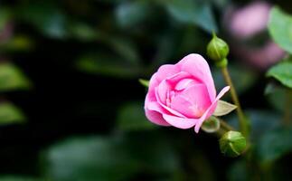 Beautiful pink rose bud in the garden. Floral background. Close-up. Copy space. Selective focus. photo
