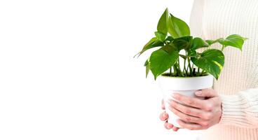Woman's hands of a florist hold houseplant Epipremnum aureum in pot. Close-up. Copy space. Banner. Selective focus. photo