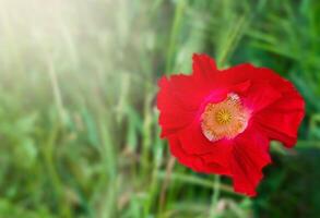 A red poppy in the green grass. Close-up. Copy space. Selective focus. photo