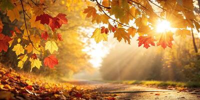 Sunlight filtering through autumn leaves, creating a warm, golden abstract pattern of light photo