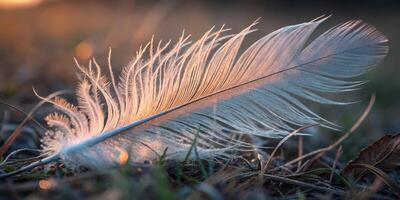 A feather intricate details in macro, showing the fine barbs and subtle color transitions, photo