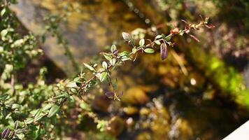 A delicate branch with small green and reddish leaves stretches over a gently flowing stream. Sunlight highlights the textures of the leaves and water, creating a peaceful nature scene. video