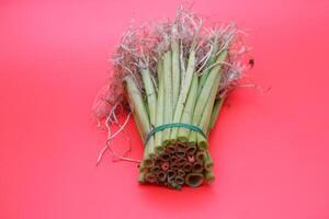 Trimmed Water Spinach Stalks and Roots Against Red photo
