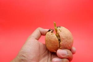 Hand Holding a Sprouting Avocado Seed Isolated on Red Background photo