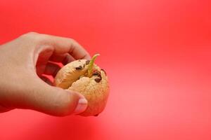 Hand Showcasing a Germinating Avocado Pit on Red Background photo
