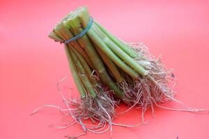 Isolated Water Spinach Bundle with Roots on Bold Red Background photo
