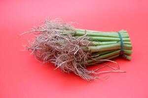 Partially Chopped Kangkung with Exposed Roots on Red Backdrop photo