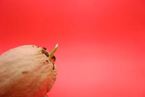 Sprouted Avocado Seed Isolated on Red Background photo