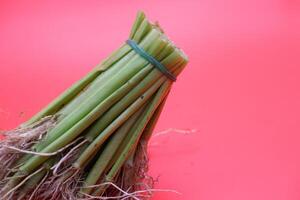 Half-Cut Water Spinach Bundle with Roots on Red Background photo