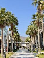 Sunny Walkway with Palm Trees and Modern Architecture. Capture from Utama Raya Situbondo photo