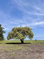 Majestic Tree in Open Field Under Blue Sky. Baluran National Park Situbondo. photo