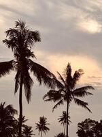 Silhouetted Palm Trees at overcast Sunset photo
