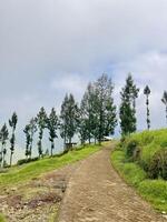 Scenic Path with Pine Trees and Cloudy Sky. Brakseng Cangar Batu. photo