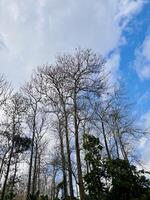 Leafless Trees Under a Partly Cloudy Sky photo