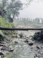 Kalipait Waterfall Bondowoso. Natural landscape featuring a small stream flowing under a fallen tree trunk bridge, surrounded by lush greenery and rocky terrain. photo