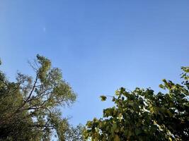Clear Blue Sky with Green Tree Tops. Tree Canopy photo