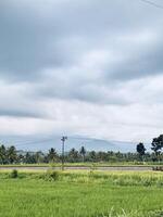 Lush Green Rice Fields Under Cloudy Sky photo