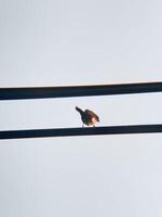 Artistic Minimalist Bird on Power Lines with Soft Gradient Sky at Golden Hour photo