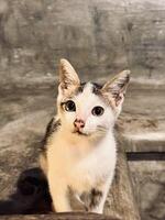 Curious Kitten Sitting on Concrete Surface photo