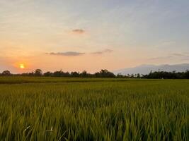 Serene orange Sunset Over Rice Fields and distant mountain photo