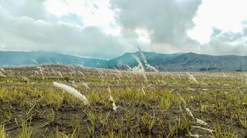 Serene Grassy Field with Mountains and Cloudy Sky. Bromo Savannah photo