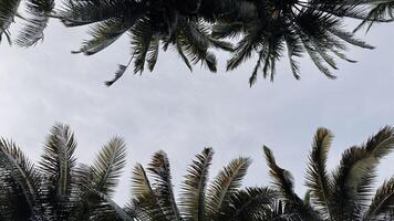 Palm Trees Framing a Cloudy Sky. Tree Canopy Background photo