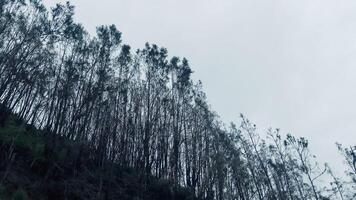 Silhouetted Trees Against Cloudy Sky. . Seruni Point View Probolinggo. photo