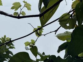 Raindrops on Grape Leaves Against Cloudy Sky photo