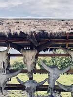 Rustic Display of Animal Skulls on Wooden Structure. Baluran National Park photo