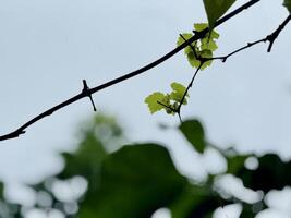 Vine Branch with Young Green Leaves of grape photo