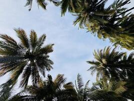 Palm Trees Against Blue Sky. Tree Canopy Background photo