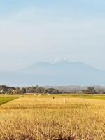 Golden Rice Field with Mountain View photo