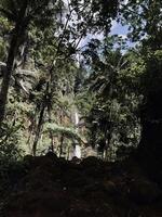 Serene Waterfall in Lush Forest. Kapas Biru Waterfall Lumajang photo