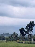 Serene Landscape with Green Fields and Palm Trees photo