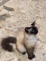 Siamese Cat Sitting on Textured Surface photo