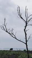 Barren Tree Against Cloudy Sky photo