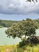 Serene Tree by the Lake Under Cloudy Sky. Bajulmati Dam Situbondo photo