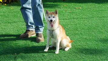 One adorable dog standing photo