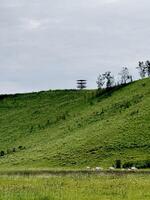 Grassy Hill with Observation Tower and Grazing Cattle. Kawah Wurung Ijen Geopark, Indonesia photo