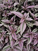 Vibrant Multicolored Leaves in Close-Up photo