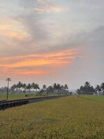 Expansive Rice Fields with Coconut Trees and Railway Tracks at Dusk photo