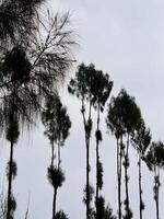 Silhouetted Trees Against Cloudy Sky. Brakseng Cangar Batu. photo