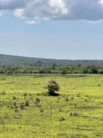 Savannah Landscape with Mountain and Blue Sky with Overcast Clouds. Baluran National Park Situbondo. photo