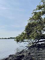 Serene Riverside Scene with Tree and Calm Waters. Baluran National Park, SItubondo, Indonesia photo