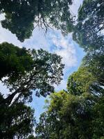 Looking Up Through a Lush Forest Canopy. Tree Canopy photo
