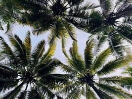 Palm Tree Canopy Against Clear Sky Tree Canopy Background photo